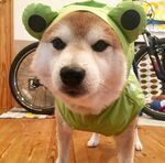 狗