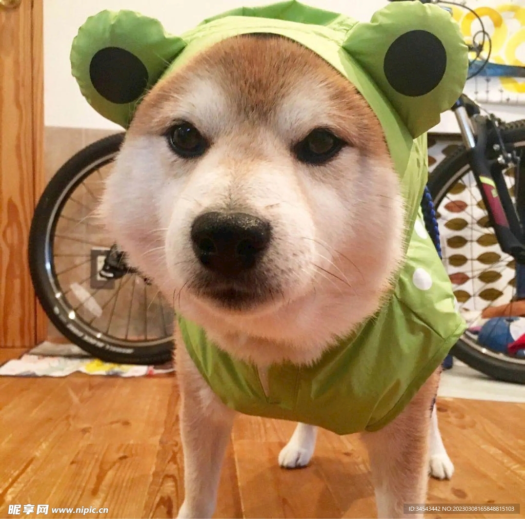 狗
