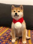 狗