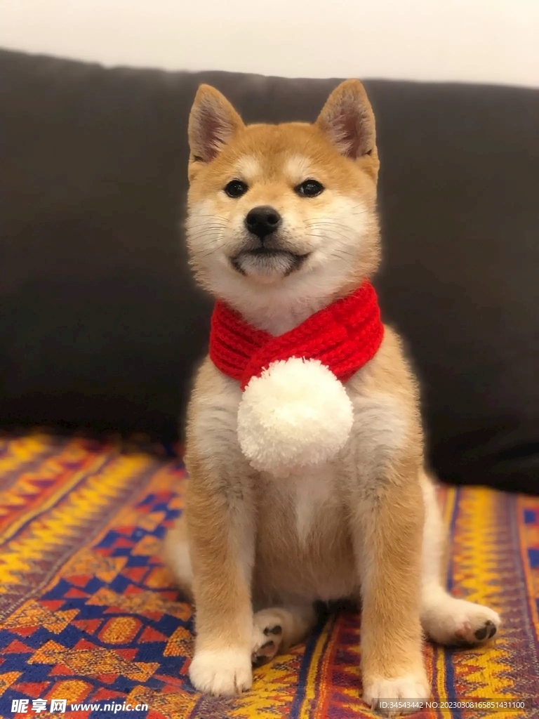 狗