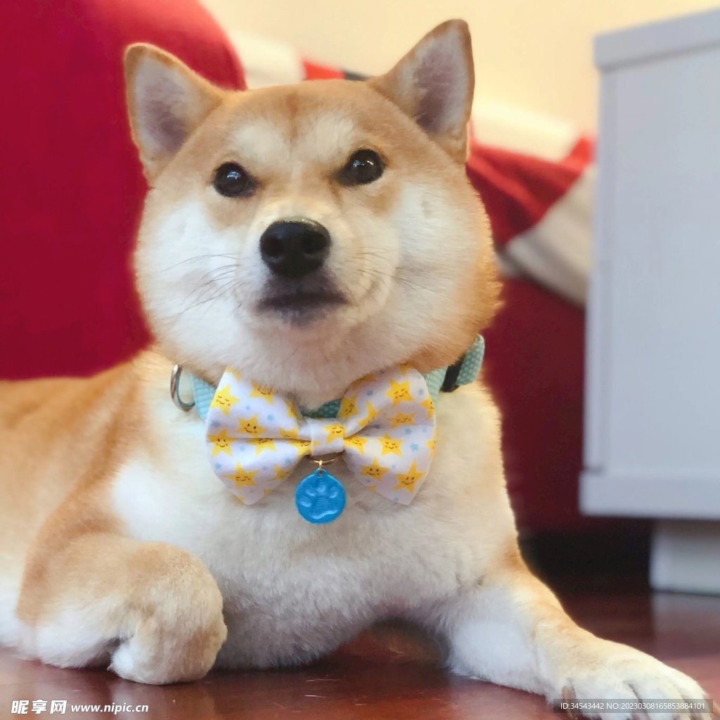 狗