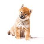 狗
