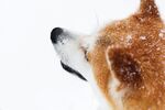 狗