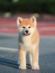 狗