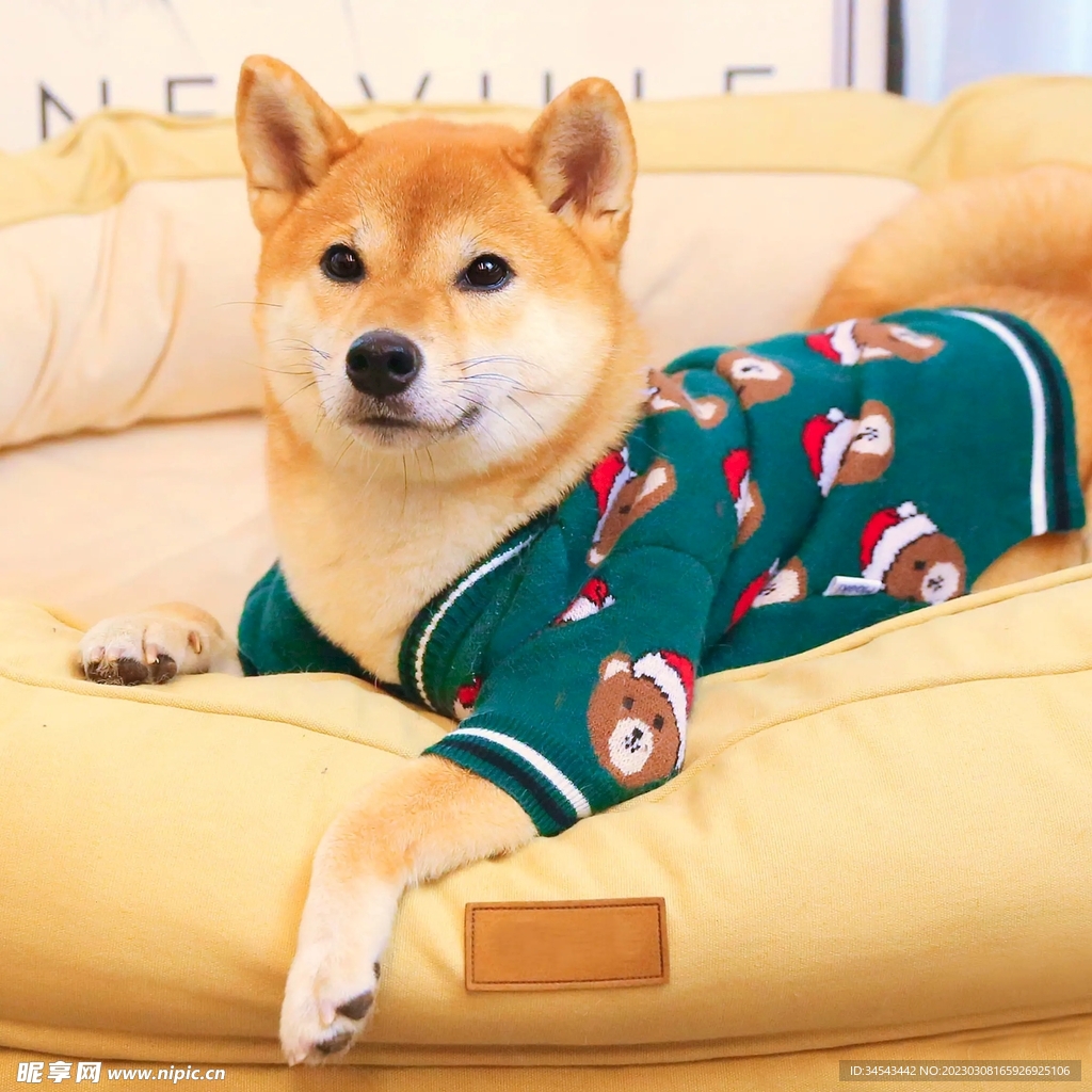 狗