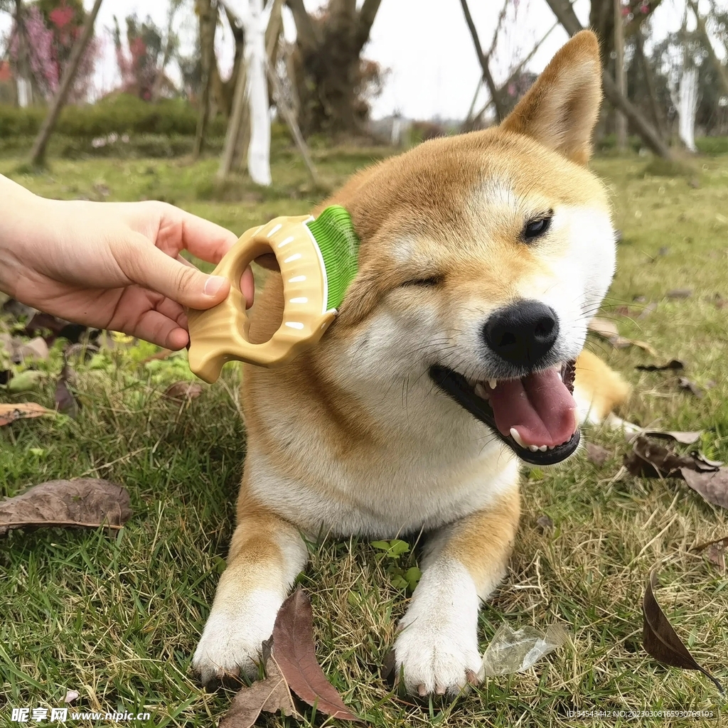 狗