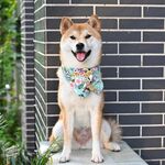 狗