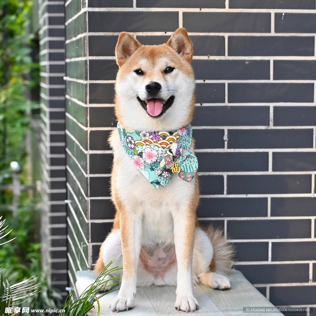 狗