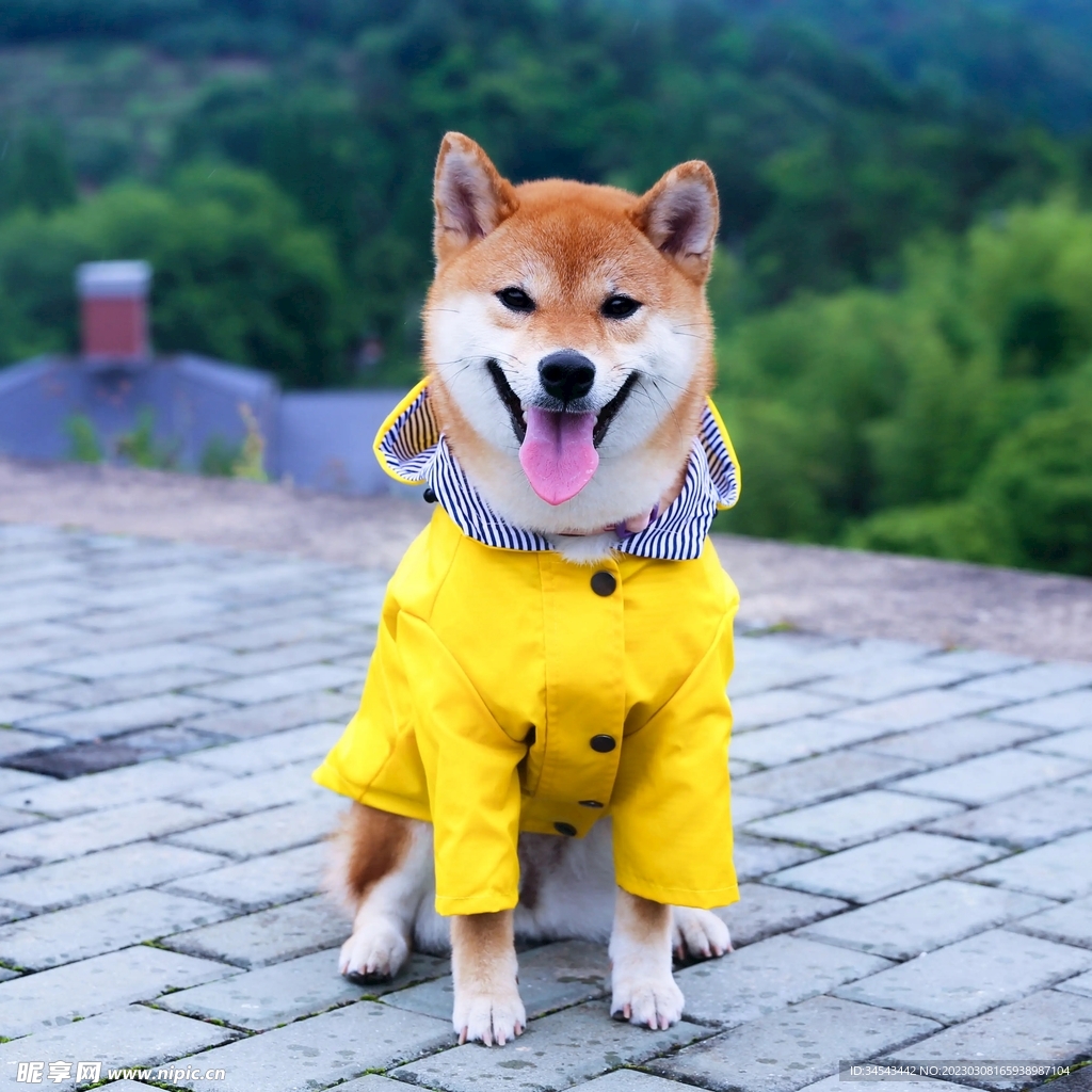 狗