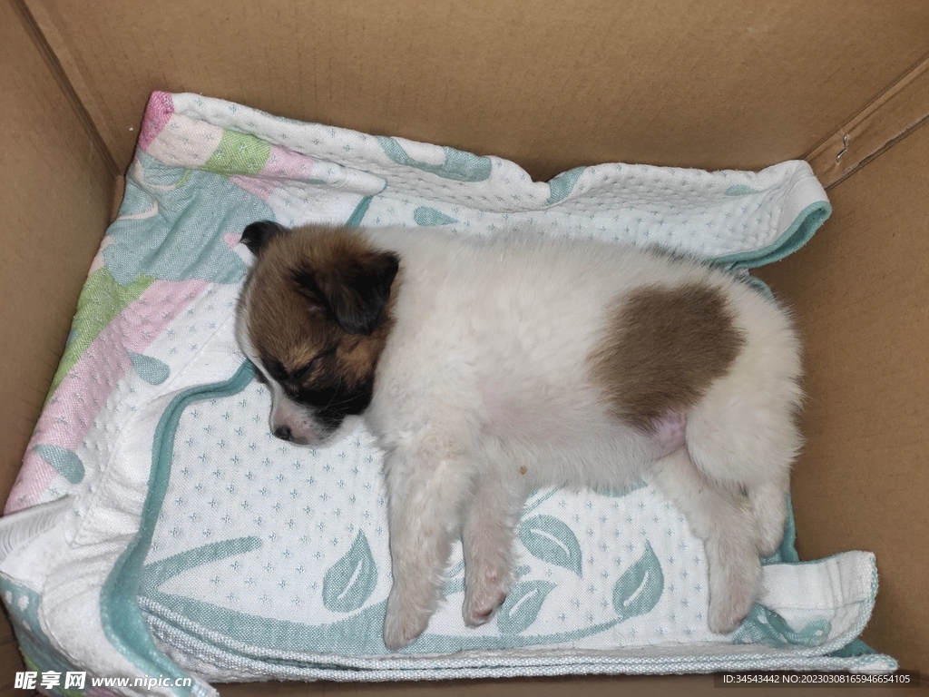 狗