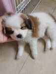 狗