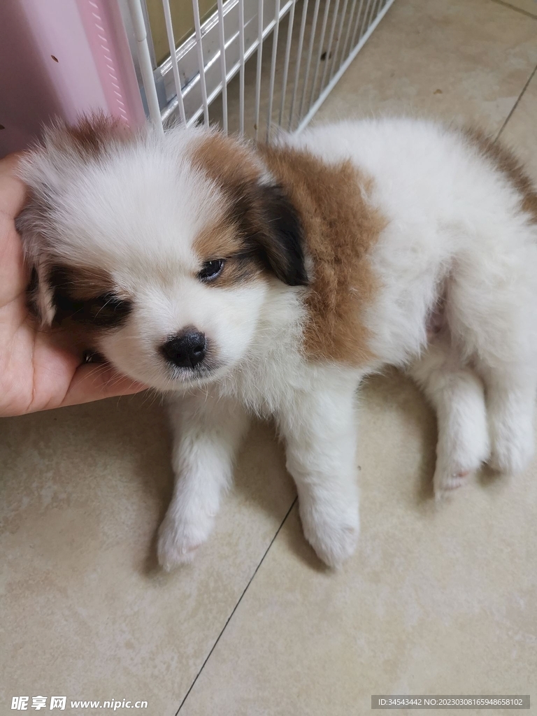狗