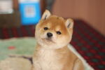 狗