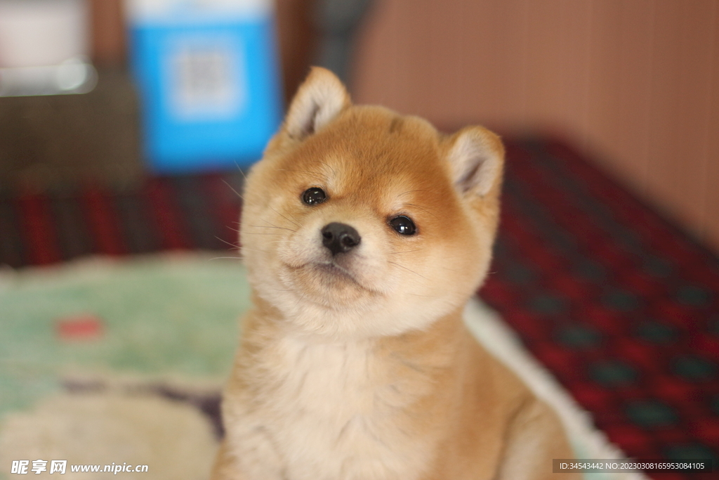 狗