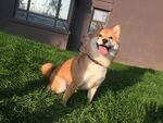 狗