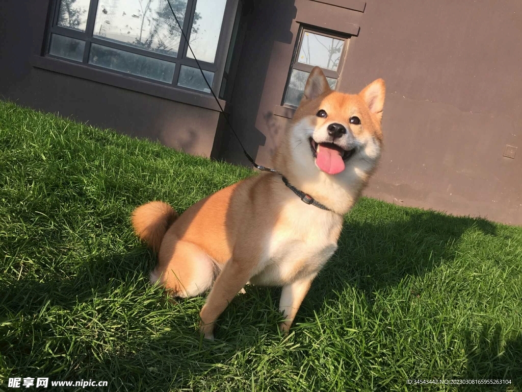 狗