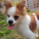 狗