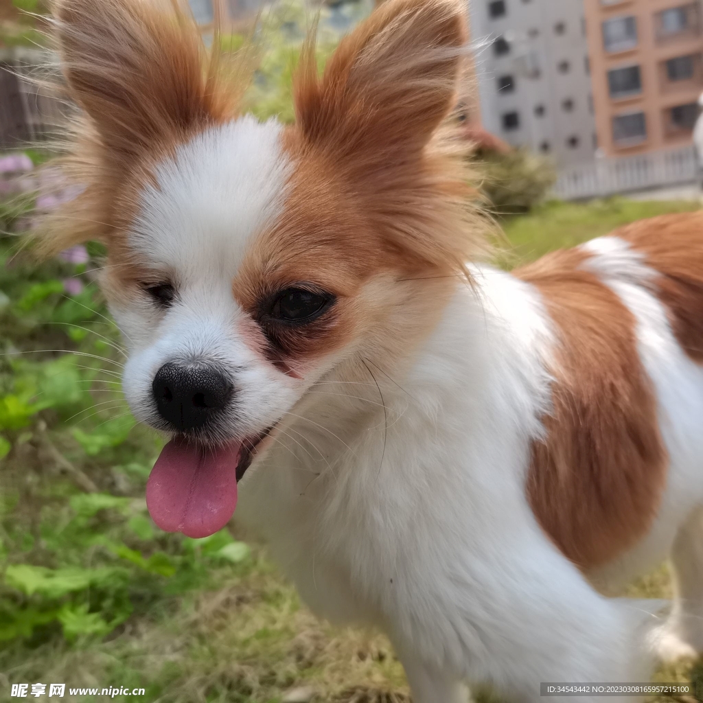狗