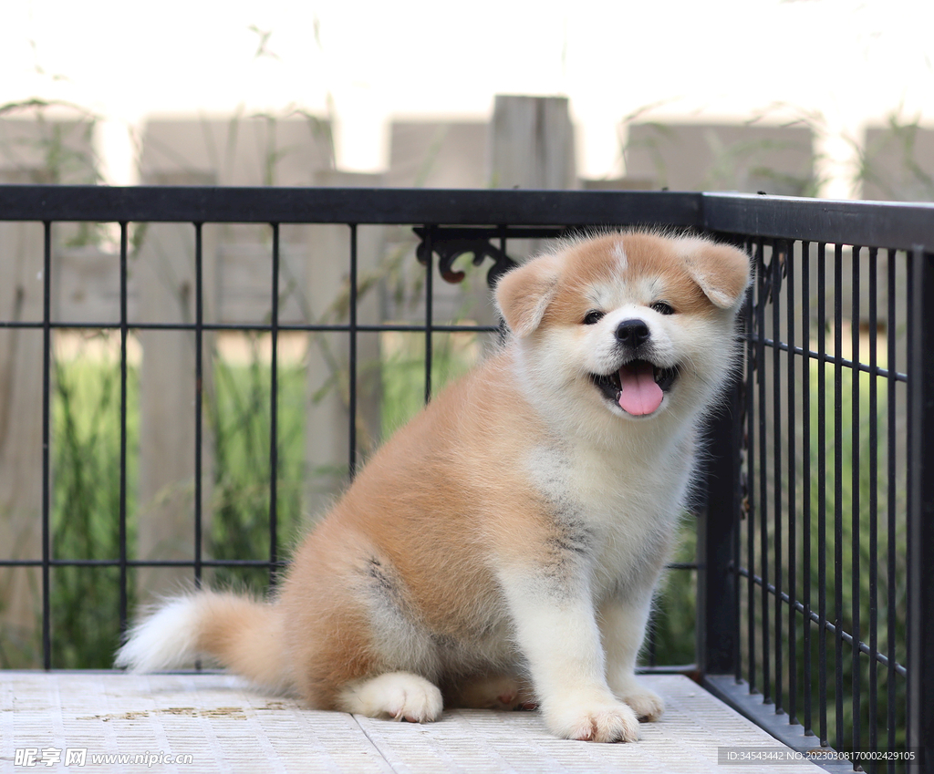 狗