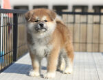 狗