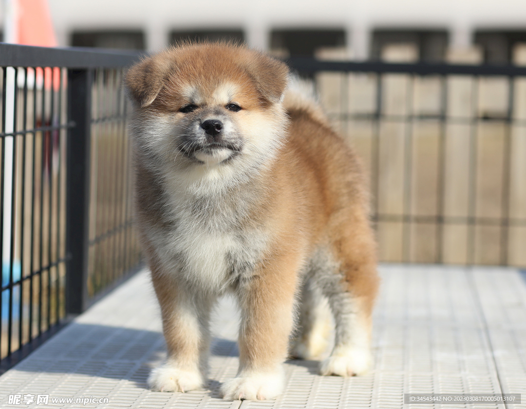 狗