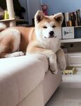 狗