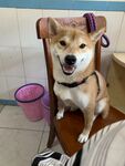 狗
