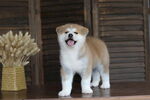 狗