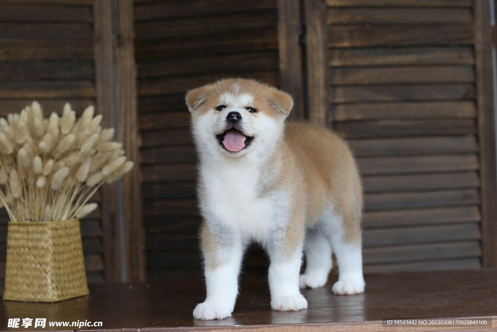 狗