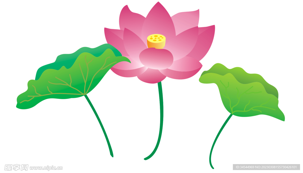 荷花素材
