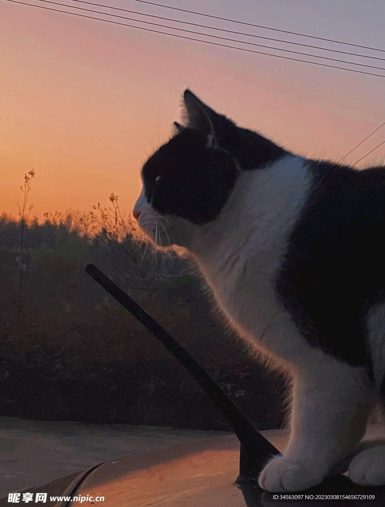 猫