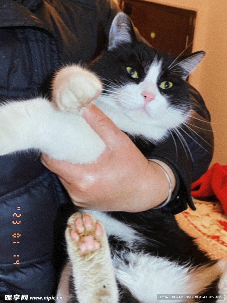 猫