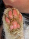 猫爪