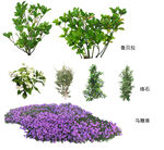 草丛 灌木 地被图片