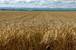 麦子 麦穗 农业 收获 丰收 