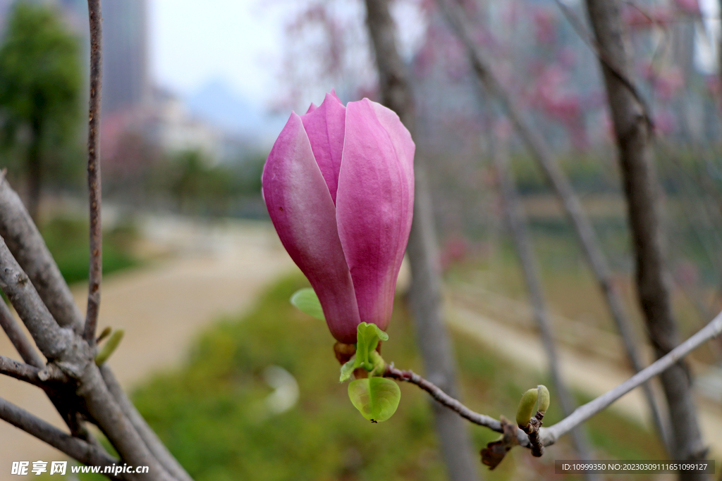 玉兰花