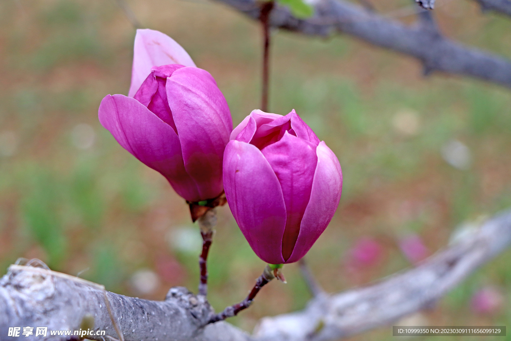 玉兰花