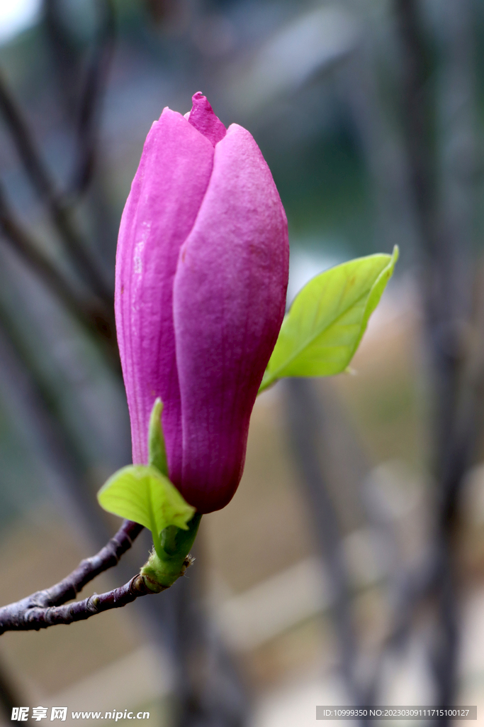 玉兰花