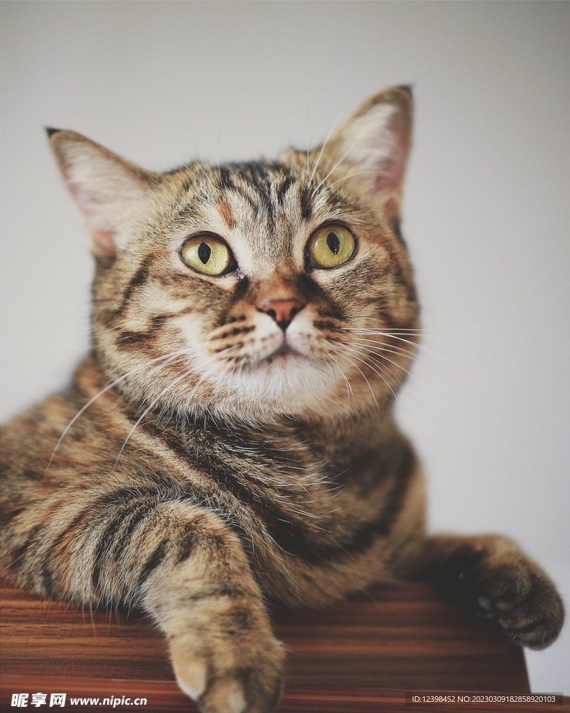 可爱的虎斑猫