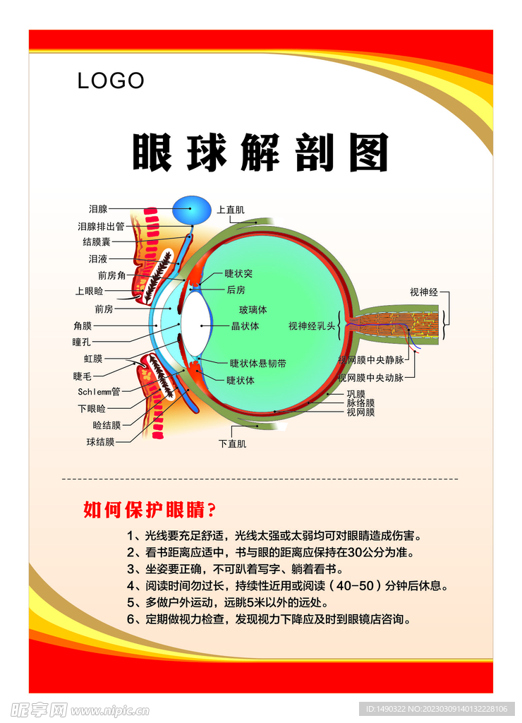 眼球 解剖图 保护眼睛