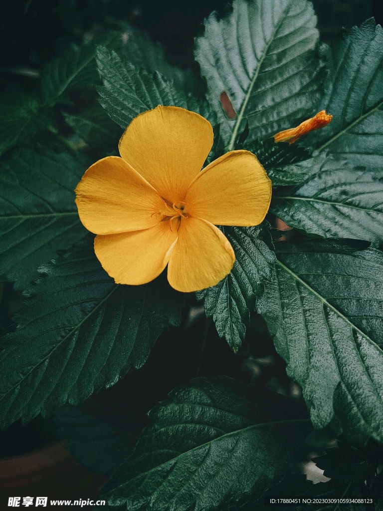 时钟花