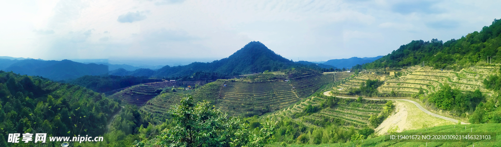 清凉山茶园