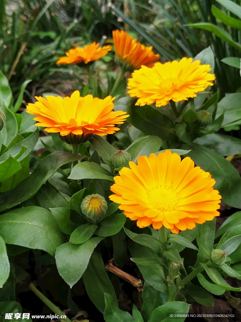 菊花