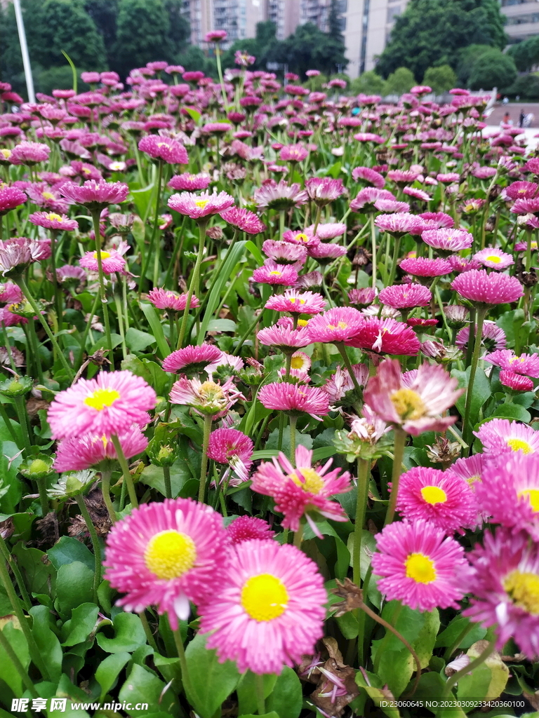 小雏菊
