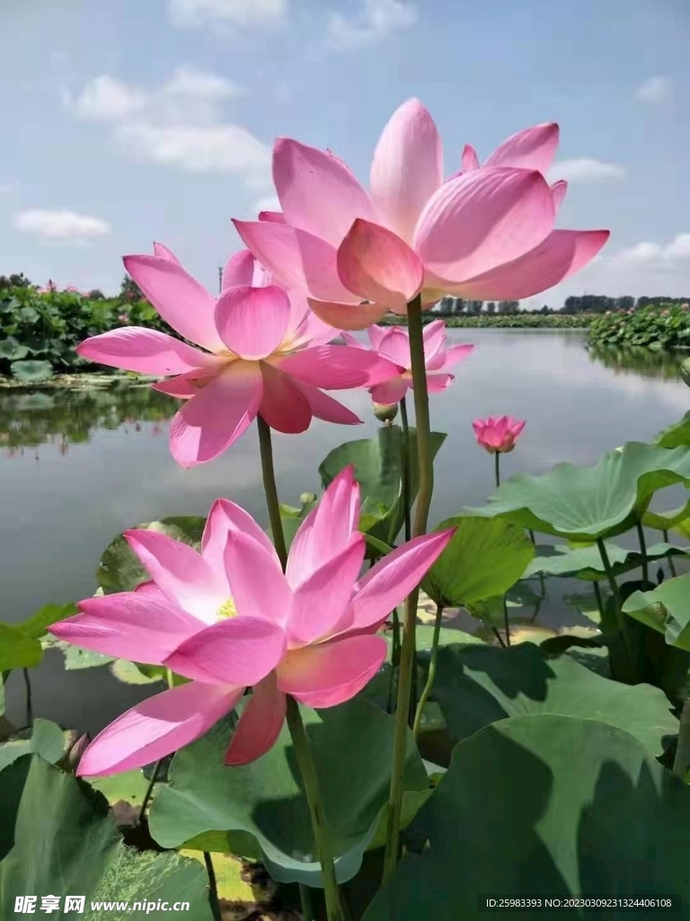 荷花