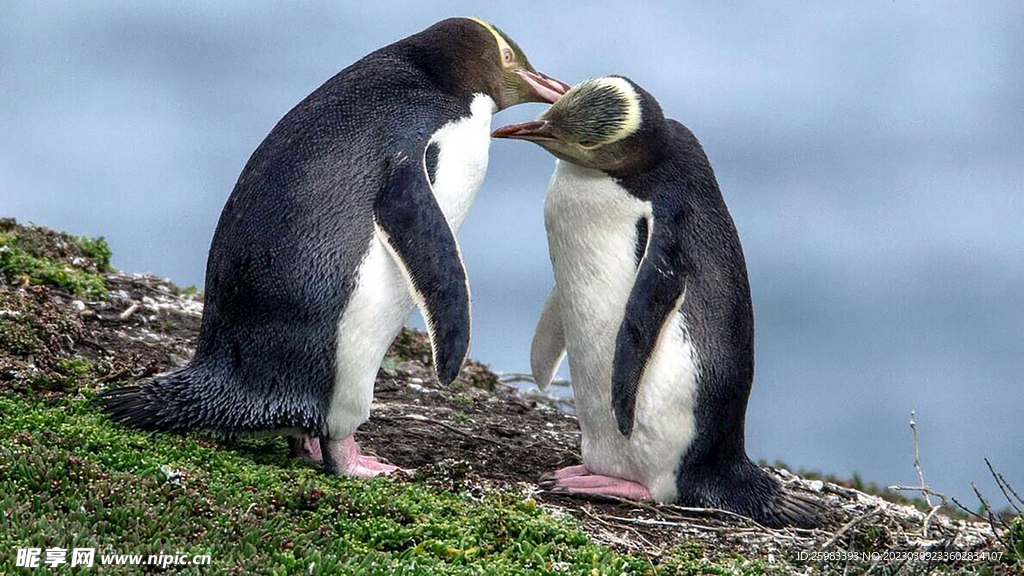 企鹅情侣