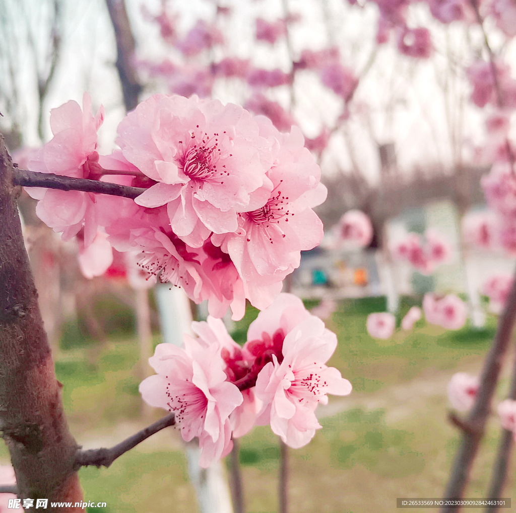 桃花 春天 公园 美景 花朵 