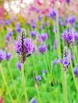紫色花朵摄影