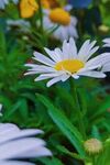 白色菊花摄影照片