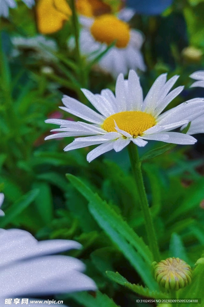 白色菊花摄影照片